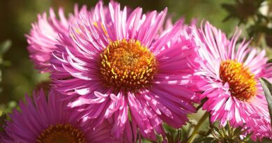 Magnetyczny urok marcinka kwiatowego - świeże spojrzenie na popularną roślinę